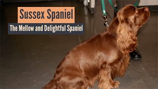 Sussex Spaniel    The Mellow and Delightful Spaniel