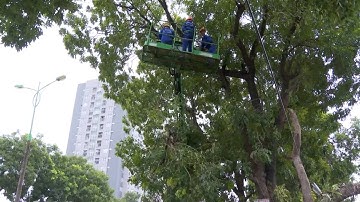 Kiểm tra, cắt tỉa cây xanh toàn TP HCM| VTC14