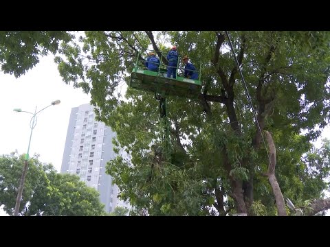 Video Kiểm tra, cắt tỉa cây xanh toàn TP HCM| VTC14 - youtube