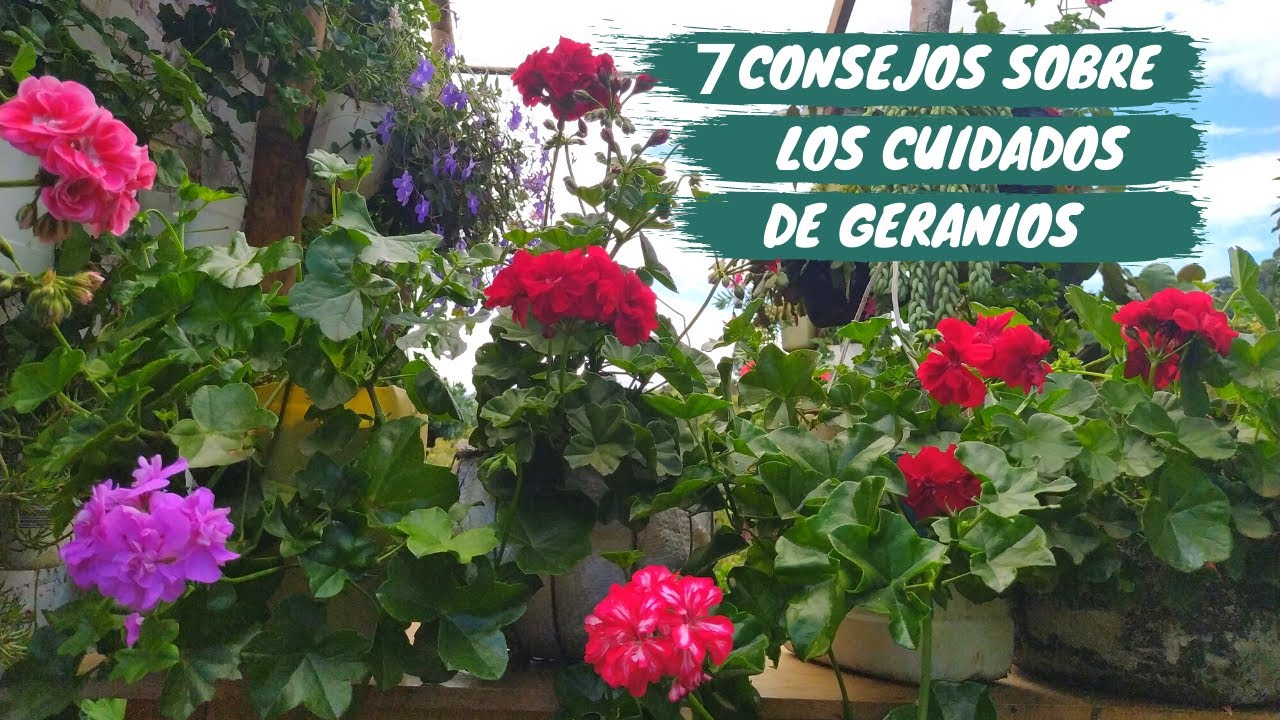 7 Consejos sobre los cuidados de geranios hiedra | Geranios colgantes |  Jardín Diaz - YouTube