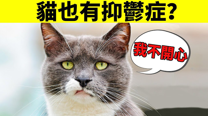 猫不开心的4种判断方法，养猫的你一定要知道！ - 天天要闻