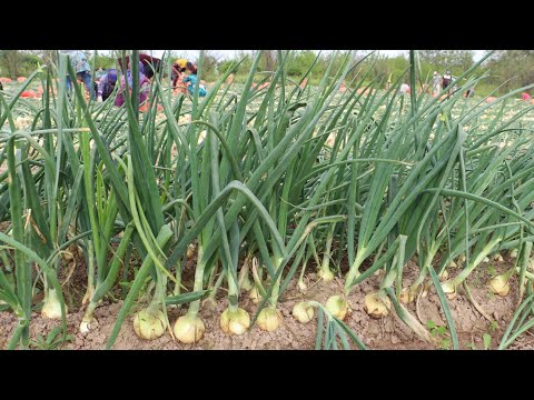 Video: Qishki piyozni qachon ekish kerak