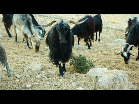 The Zooarchaeology of Ancient Greece #RealArchaeology