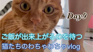 腹ぺこ猫たちのわちゃわちゃvlogDay9