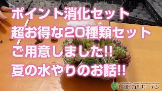 【多肉植物】ポイント消化セット超お得な20種類セットご用意しました!!夏の水やりのお話!!【succulent】トロピカルガーデン