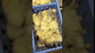 Wonderful 😻🐤🐥