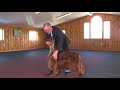 Dog Show Tips - The No Fuss Stack (Large Dog)