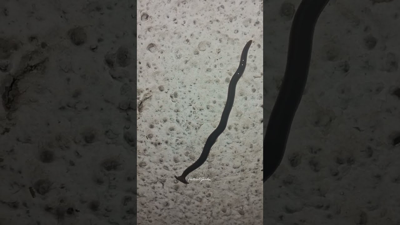 Hammerhead Worm On Wall 