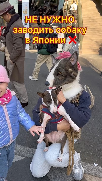 Почему вам НЕ НУЖНО покупать питомца в Японии🇯🇵😿 #япония #токио #собака ...
