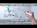 LET 23/RAS/MAPK Signaling Pathway in C.elegans