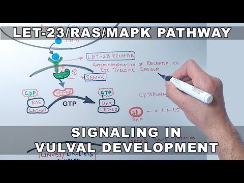 LET 23/RAS/MAPK Signaling Pathway in C.elegans