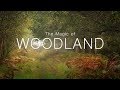 Landscape Photography | The Magic of Woodland