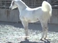 WH JUSTICE ARABIAN STALLION