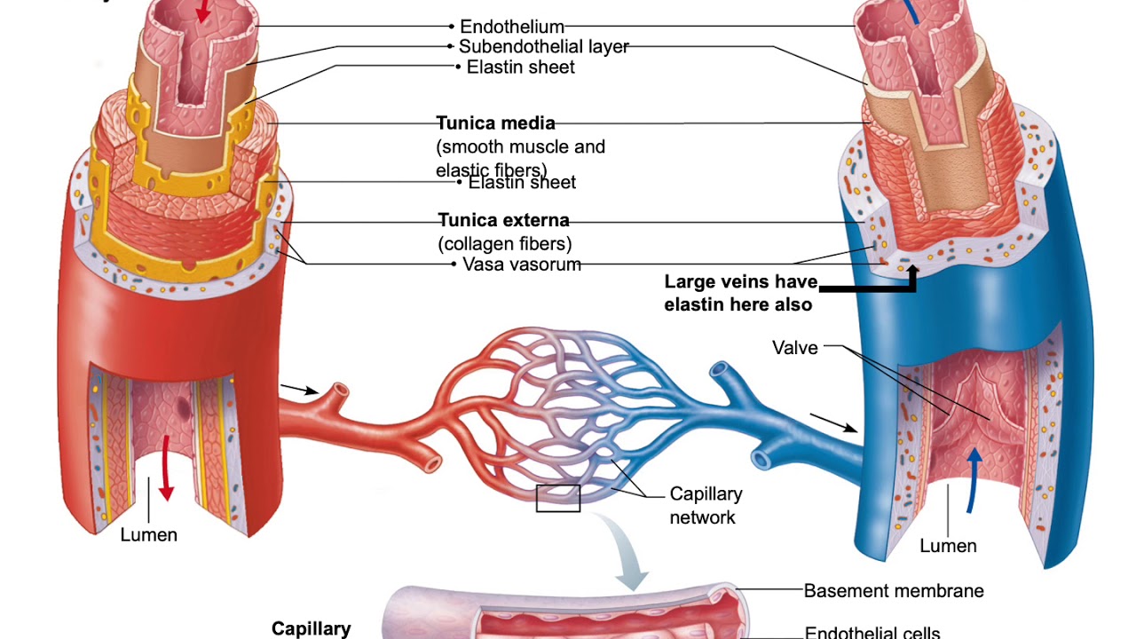 Строение стенки кровеносных сосудов