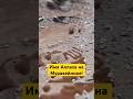 Муравейник с Именем Аллаха! #shotrs