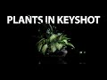 How to Render Plants in KeyShot