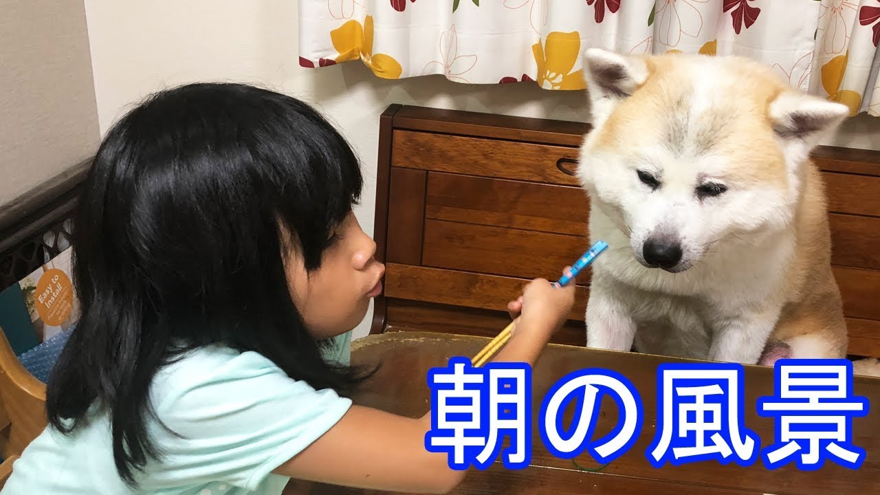 秋田犬 シェパード犬 孫娘撮影の朝ご飯 Youtube 秋田犬 シェパード犬 孫娘撮影の朝ご飯 Youtube