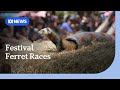Ferret racing a hit at Tasmania's annual Henley on Mersey festival | ABC NEWS