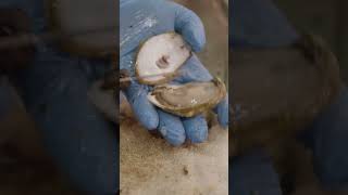 Why oysters are so important. #oysters #seafood #wildlife #environment