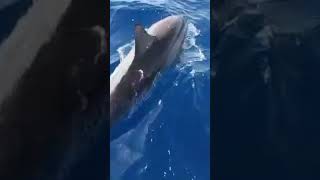Dolphins is pretty cool