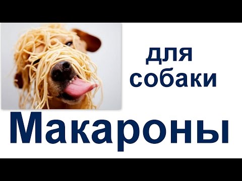 можно ли макароны собаке. Можно ли кормить макаронами собаку