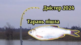 Рибалка на тарань на річці Дністер.Зимова рибалка на фідер.Дністер 2024.