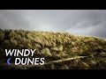 Grass Field Wind - 10 Hours of Pure Relaxation | Wind Sound - Howling Wind