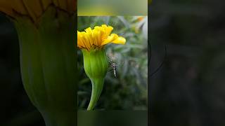 Creative Photography  Tips U0026 Tricks With Phone Using Pro Mode   Mobile Photography Hacks 