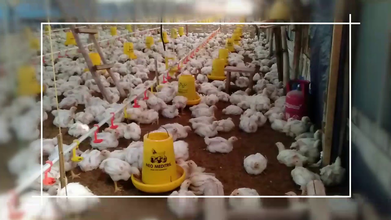 Kandang Ayam Broiler 