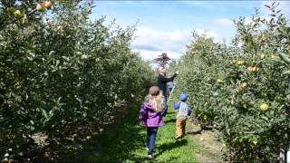 Apple Picking 2012