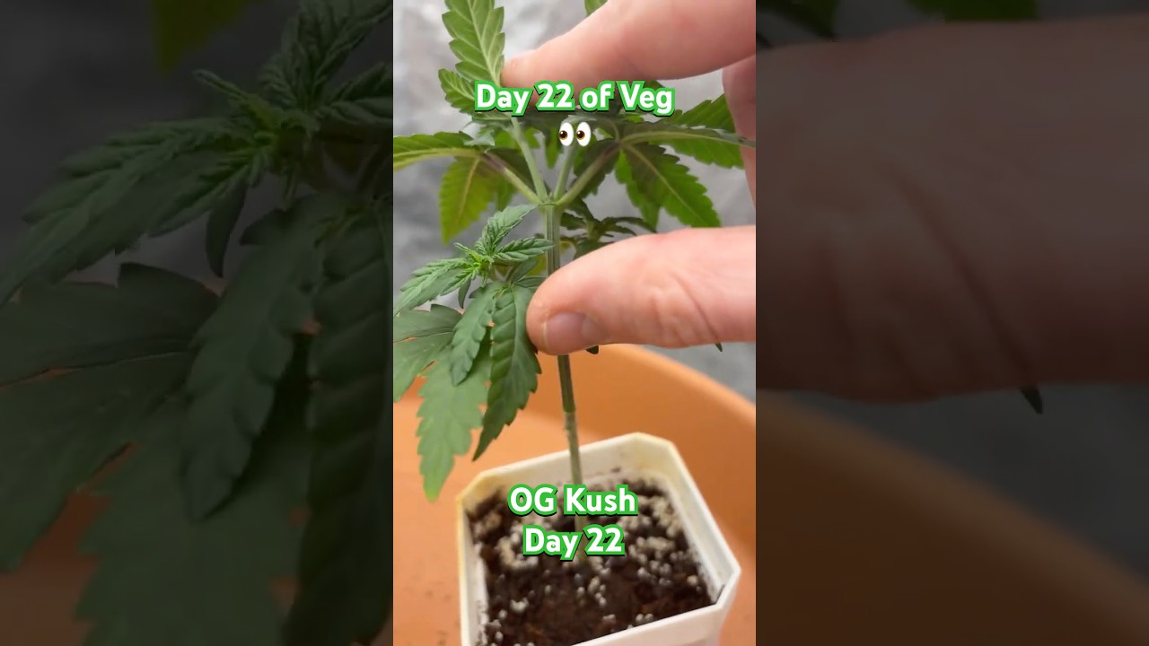 OG Kush Outdoor Update Day 22! | 05.14.2025