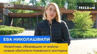 ЄВА НІКОЛАШВІЛІ: тварини, що втекли від війни - нові мешканці Київського зоопарку