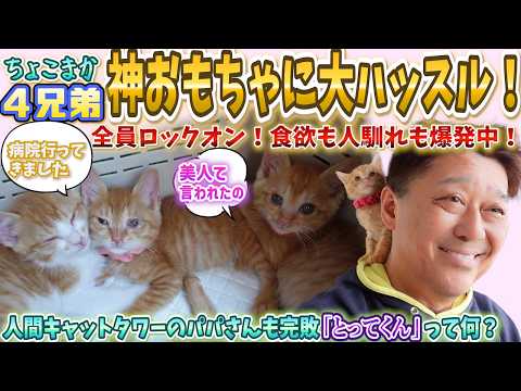 チーム名『ちょこまか４兄弟』に決定？！ご飯の支度で足元大渋滞＆神おもちゃに大ハッスル！