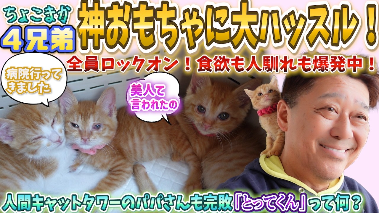 チーム名『ちょこまか４兄弟』に決定？！ご飯の支度で足元大渋滞＆神おもちゃに大ハッスル！