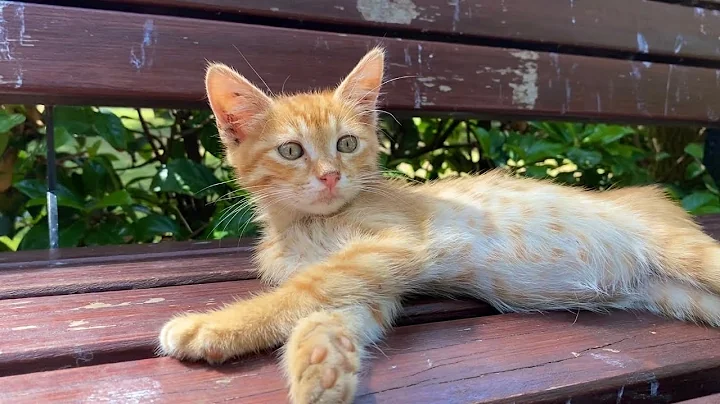 Watch the video about Incredibly beautiful little Kittens living in the park. I gave them food. 😍
