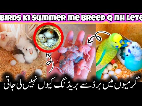 Garmio me Birds ki breeding q nh lete || June july birds ki breeding q nh le jate | Birds and cages