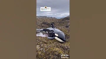 Спасение касатки от обезвожевание.
