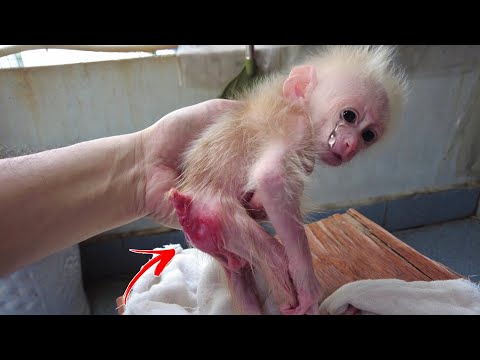 Baby monkey AKA Cried in Pain because His butt was Red and Inflamed