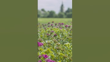 Beautiful flowers field on sunny day!
