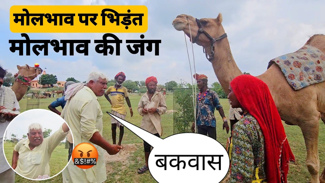 ऊंट के मोलभाव में हरियाणा का ताऊ और महिला भिड़े, गर्मा-गर्म बहस के बाद तय हुआ सौदा