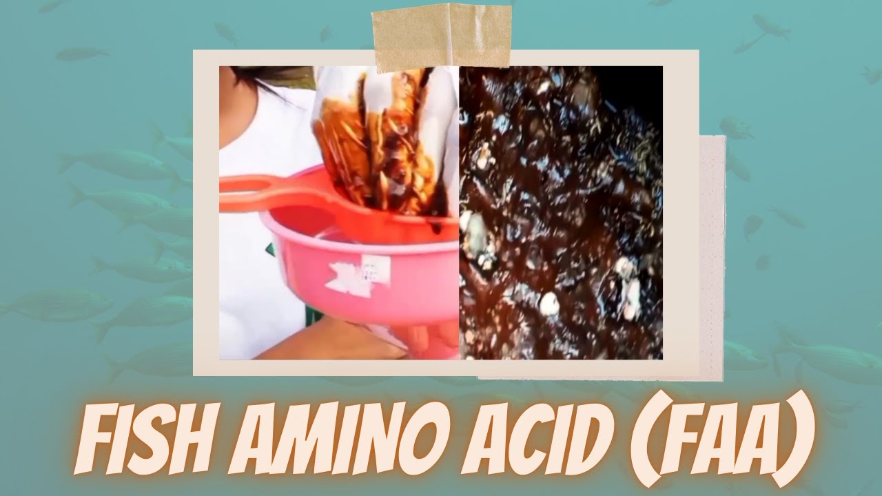 Concoction ANG PAGGAWA NG FISH AMINO ACID (FAA) YouTube