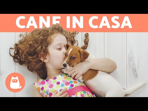 Video: Portare A Casa Il Tuo Nuovo Cane: Preparazione E Primi Passi