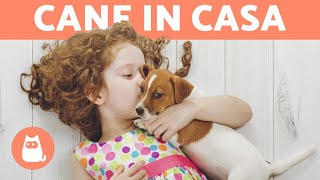 Come ACCOGLIERE un CUCCIOLO di CANE in casa  Preparazione della