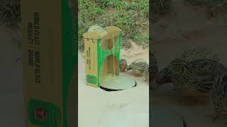 Creative Simple Underground Quail Trap Using Paper Box #trapping #shorts #trap #parrot #birds