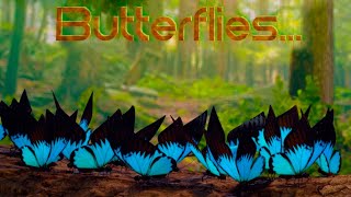 Sunset Magic Butterflies :: Trailer