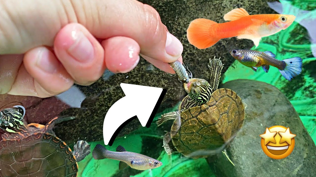 Hand Feeding my BABY TURTLES Live Minnows!! YouTube