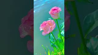 Flower garden, beautiful roses, botanical garden, meditation music #shorts