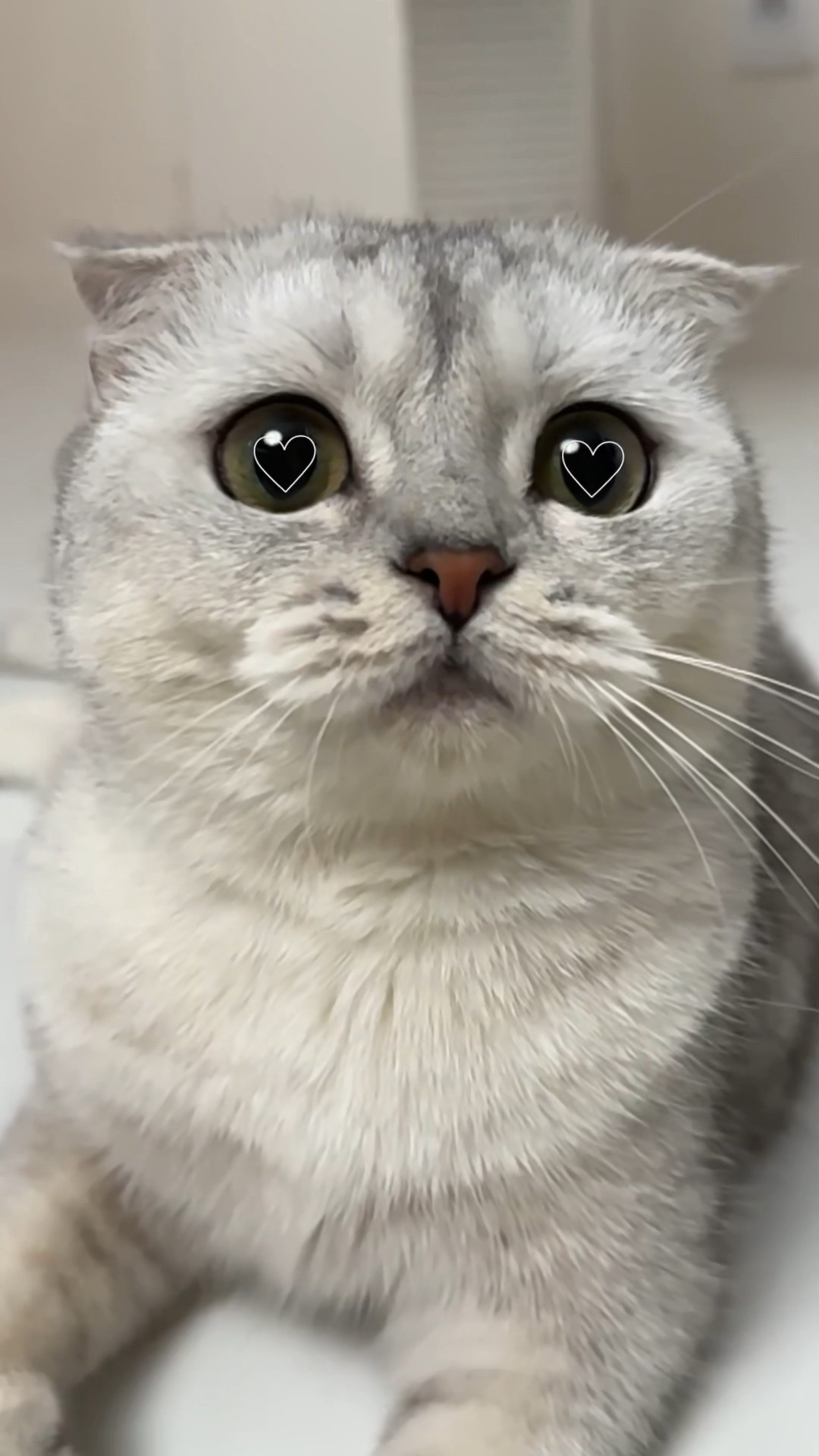 If cats chose their own gifts for Christmas? #cat #cats
