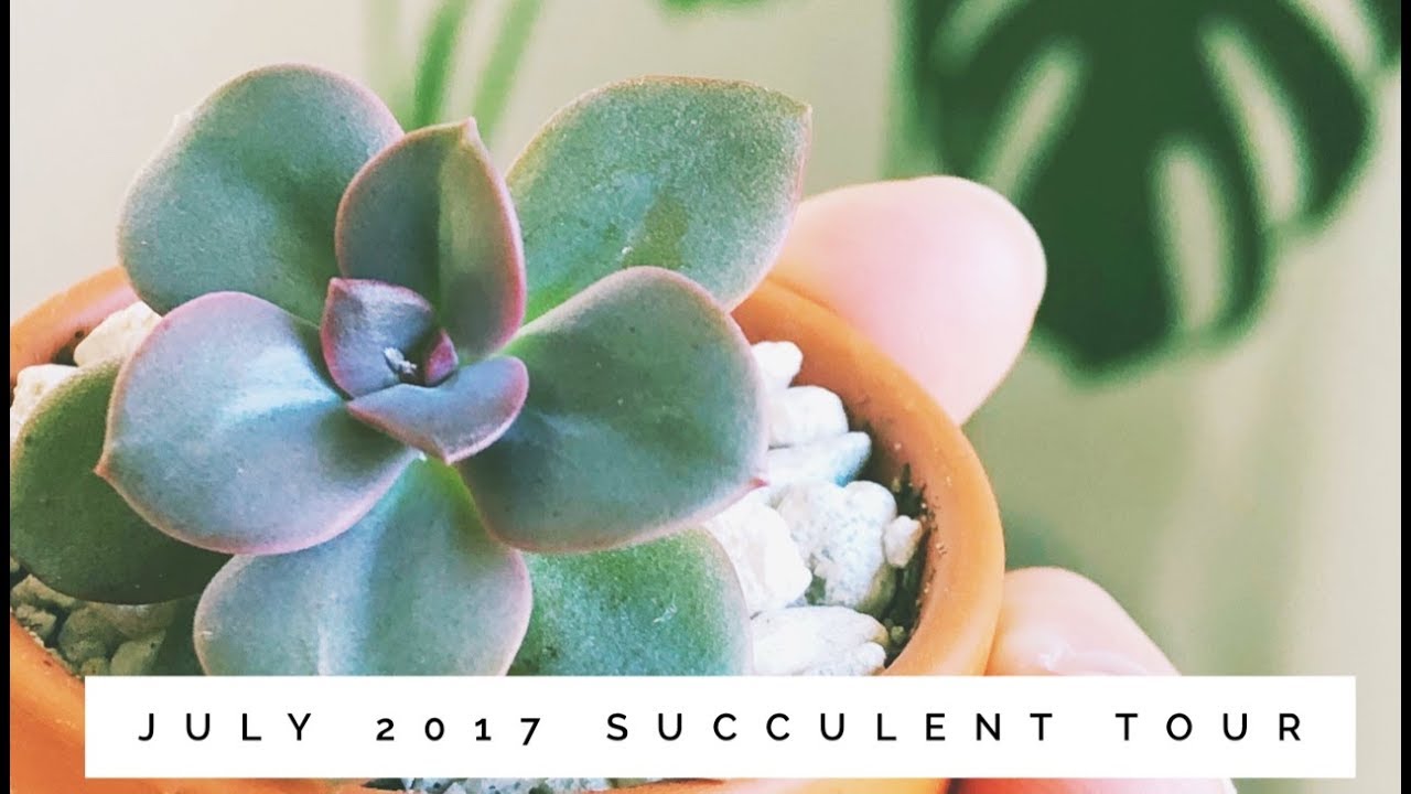 July 2017 succulents under T5 grow light 