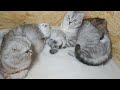 Шотландский кот папа любит своих котят и кошку маму скоттиш фолд 😘 Кот скоттиш страйт